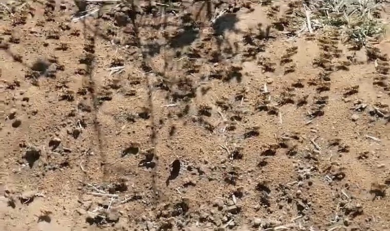 Çekirge istilasının sebebi oldu: Sırada büyük bir istila daha var