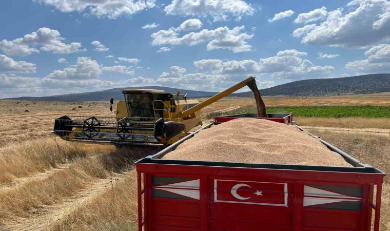 Çifteler ilçesinde çiftçi dönümden 1 ton buğday hasat etti