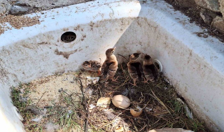 Çınarcık DKMPde 4 tavus kuşu yavrusu yumurtandan çıktı