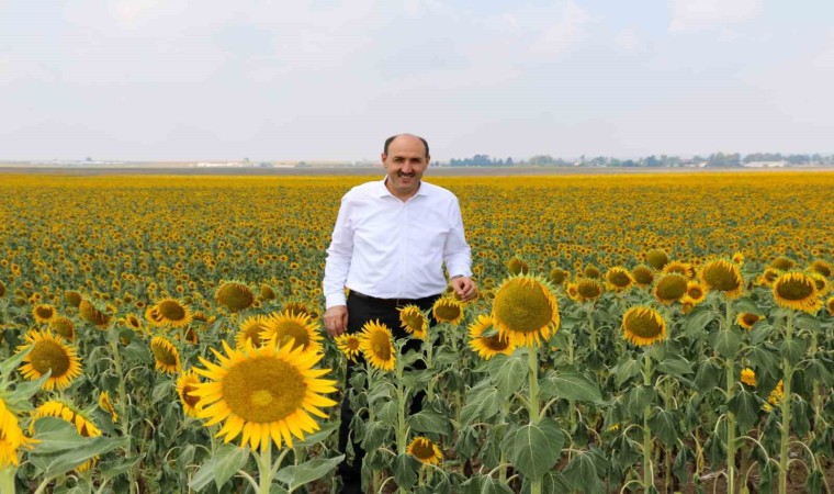 Çukurovada “beyaz altının” yerine “sarı altın aldı”