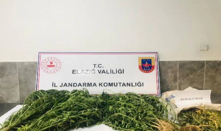 Damla sulamayla kenevir yetiştiren şüpheli yakalandı