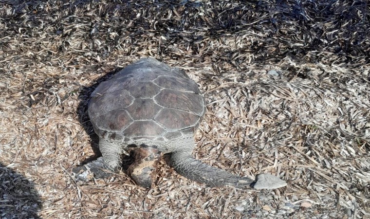 Datçada deniz kaplumbağası sahile vurdu