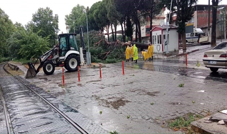 Demiryoluna ağaç devrildi seferler durdu