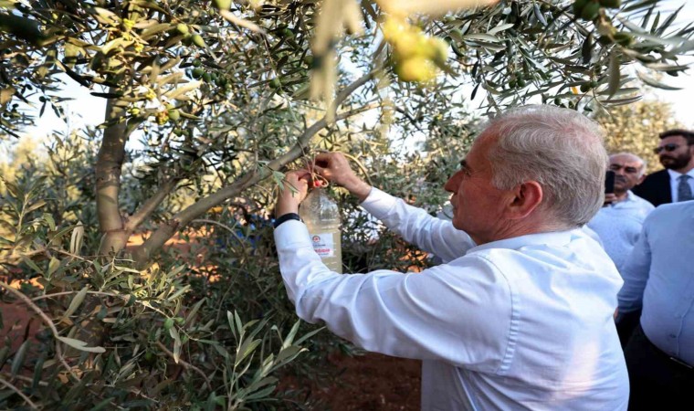 Denizlide zeytin sineğiyle mücadele başlatıldı