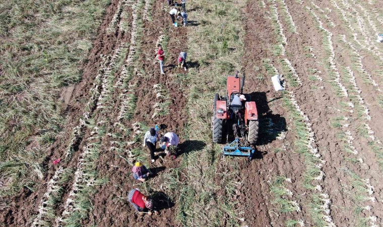 Dijital pazara giren Taşköprü sarımsağı, Türkiyenin her yerine gönderiliyor