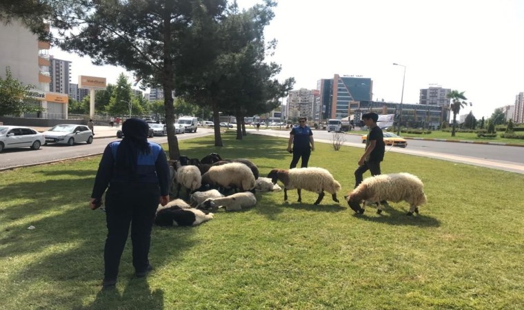 Diyarbakırda bayram boyunca zabıta ekipleri denetim gerçekleştirdi