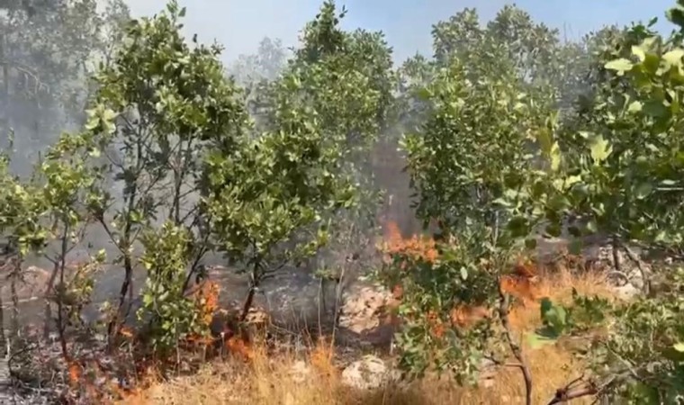 Diyarbakırda çıkan örtü yangını 7 saat sonra kontrol altına alındı