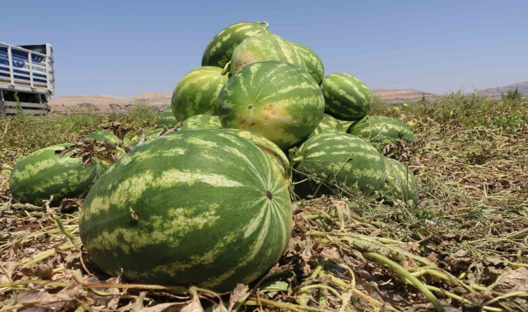 Diyarbakırda karpuz hasadı başladı