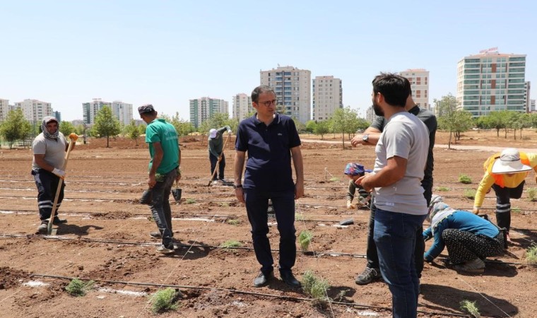 Diyarbakırda tıbbi aromatik bitkiler bahçesi kuruluyor