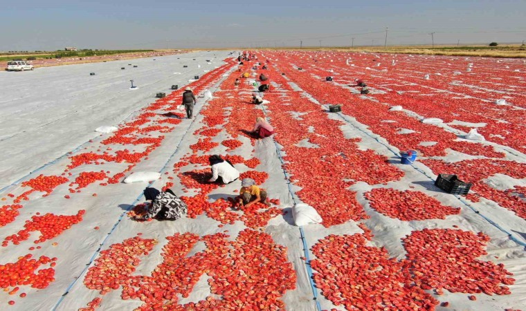 Diyarbakırdan Avrupaya kuru domates ihracatı