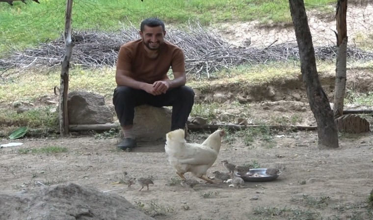 Duyarlı çobanın çabası sayesinde keklik yavruları yumurtadan çıktı