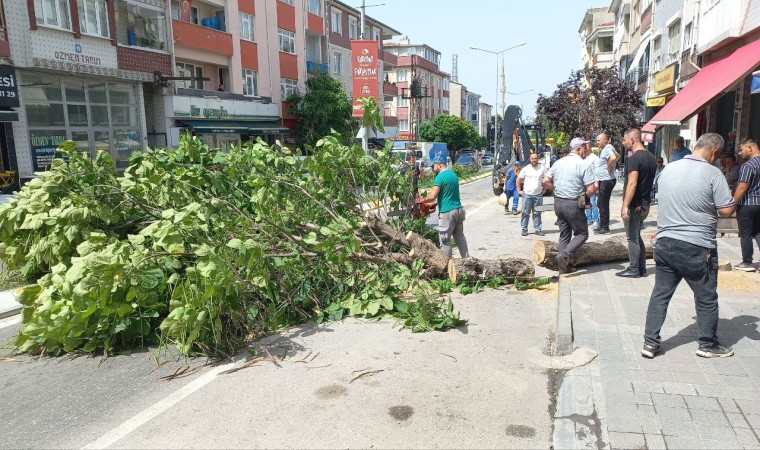 Edirnede taksinin üstüne devrilen ağaç 2 saat boyunca trafiği kapattı