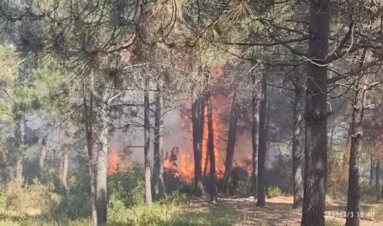 (Ek fotoğraflarla) Sultangazi’ de orman yangını-2