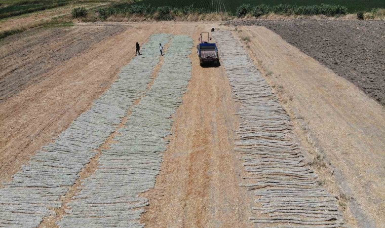 El Nino sıcağında zorlu tütün kurutma mesaisi