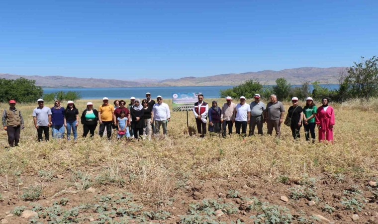 Elazığda kadın çiftçiler nohut hasadına başladı