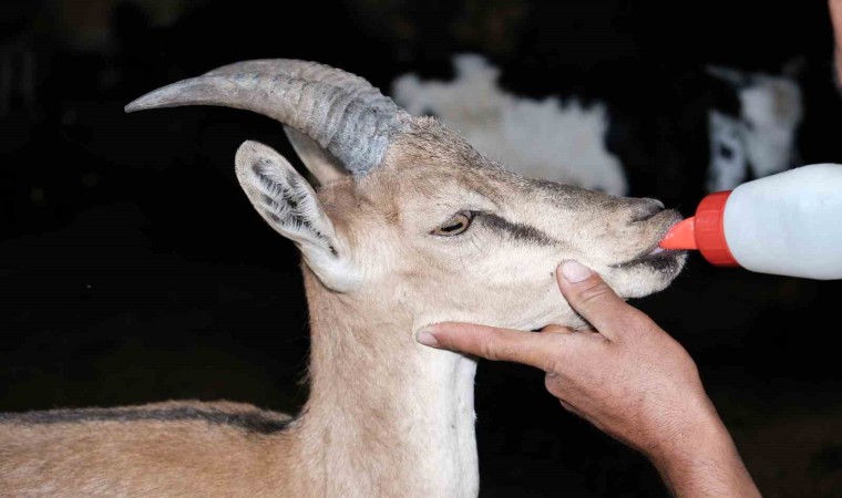 Erzincanda buldukları yaralı yaban keçisini kendi keçi sürülerine katarak beslediler