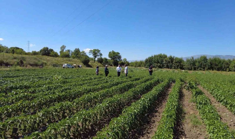 Erzincanda sebze üretimi artıyor