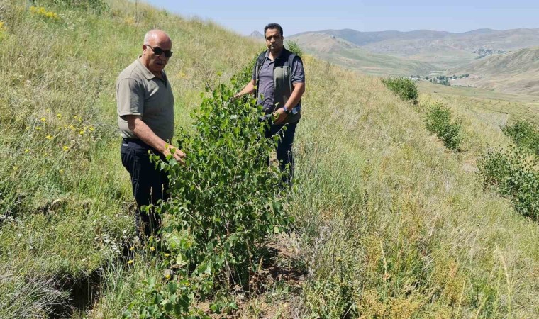 Erzurum Orman Bölge Müdürü Ayatay, Ağrıda