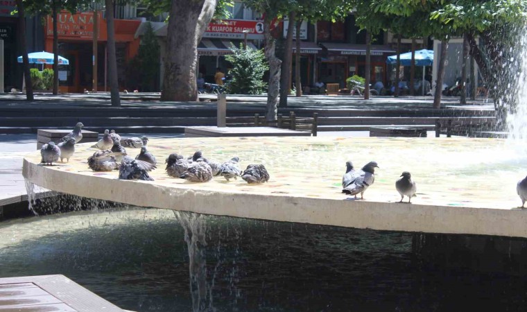 Eskişehirde sıcaktan bunalan güvercinler süs havazunda serinliyor