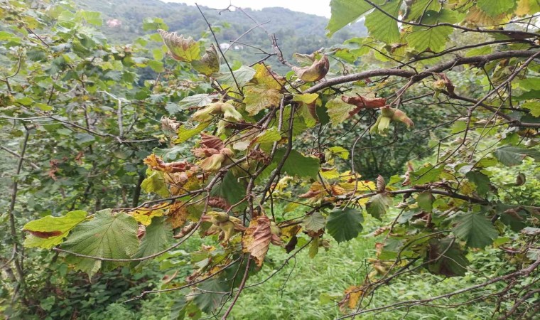 Fındık üreticisine hasat uyarısı