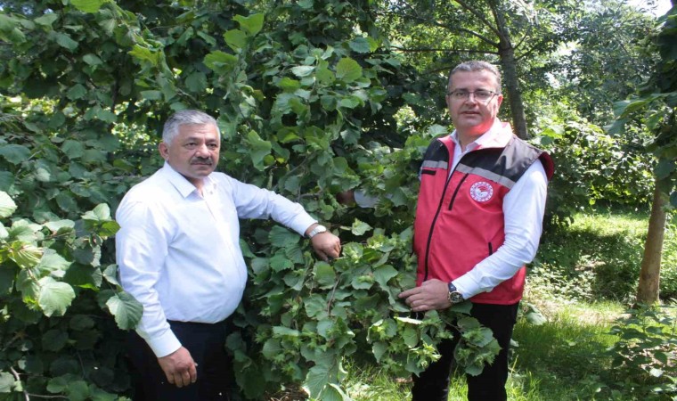 Fındıkta rekolte tespit çalışmaları başladı