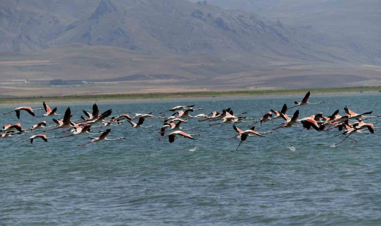 Flamingolar kuraklığa rağmen Erçek Gölünde