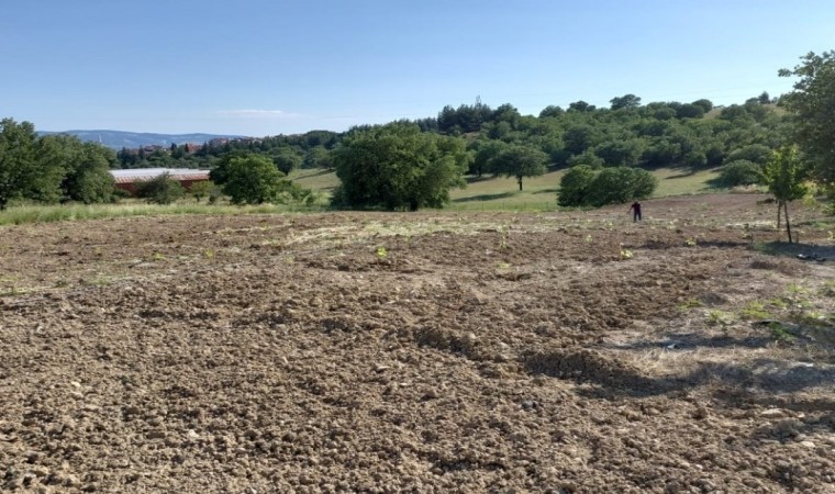 Gedizde nesli tükenmekte olan üzümler koruma altına alındı