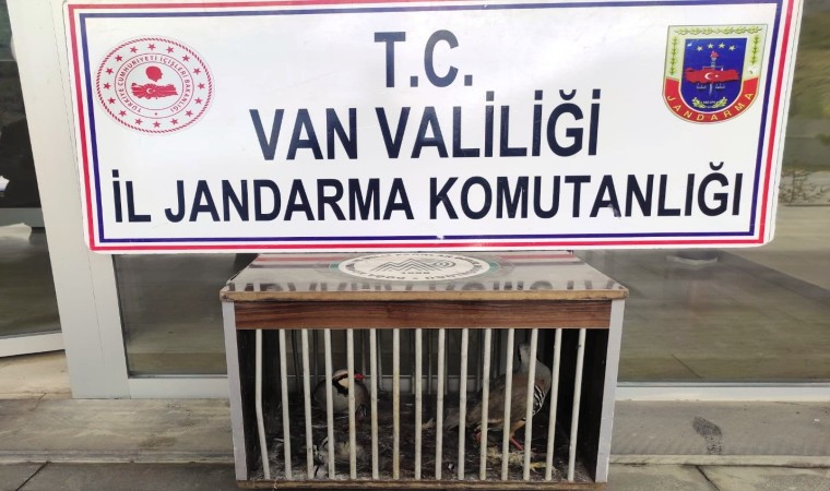 Gevaşta kafes avcılığı yapan 1 kişi jandarmaya takıldı