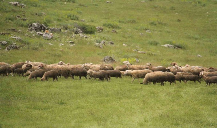 Gölcük yaylasında 6 yaşından beri hayvancılık yapıyor