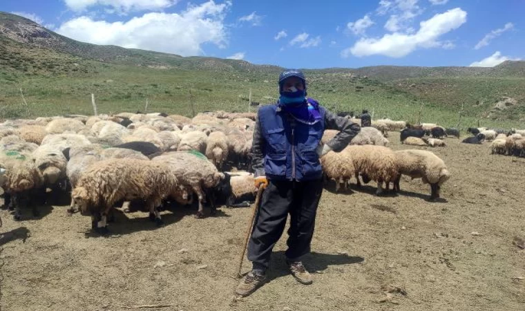 Hakkarililer, yerli bulamayınca 20 bin TL’ye İran’dan çoban getirdi