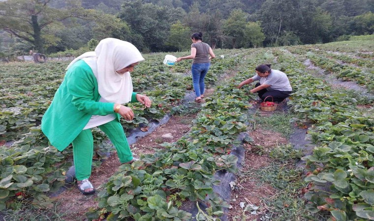 Hatay Dörtyolda çilek hasadı başladı