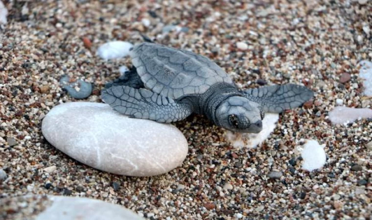 Hava şartları Çıralı’da canlı yavru caretta sayısını düşürdü