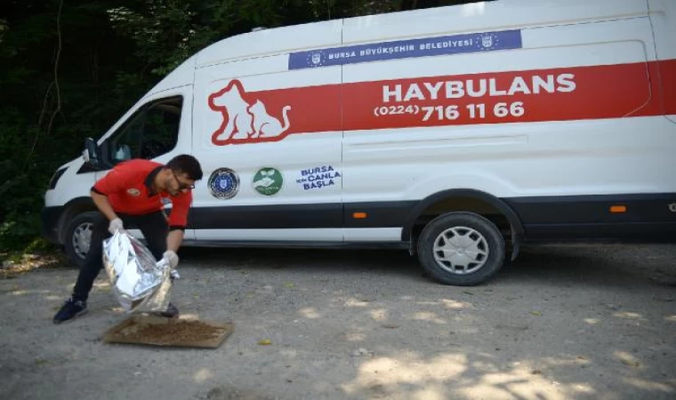 Haybulans, 4 ayda 900 sokak hayvanına acil müdahale etti