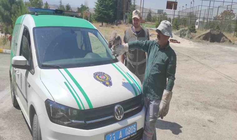 HAYDİ tarafından bulunan yavru baykuş tedavi altına alındı