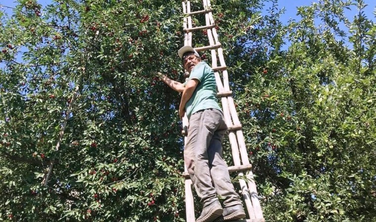 Hisarcıkta vişnenin kilo fiyatı 8 TL