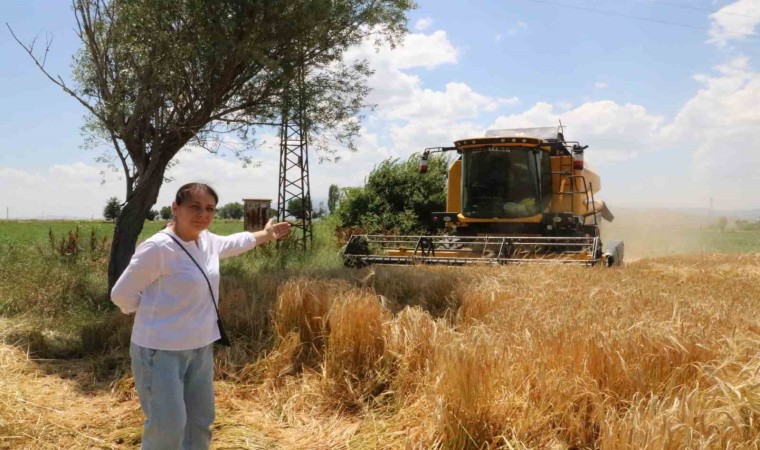 Hububat hasadı arpa hasadı ile başladı