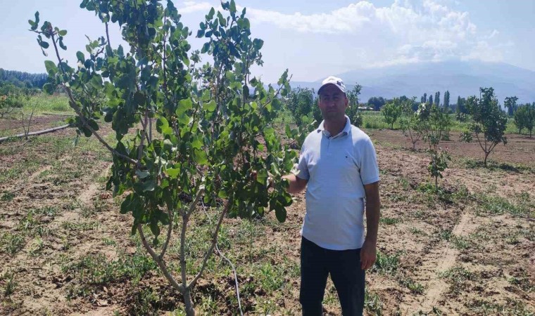 Iğdır Üniversitesinde Antep fıstığı parselinde bu yıl ilk hasat yapılacak