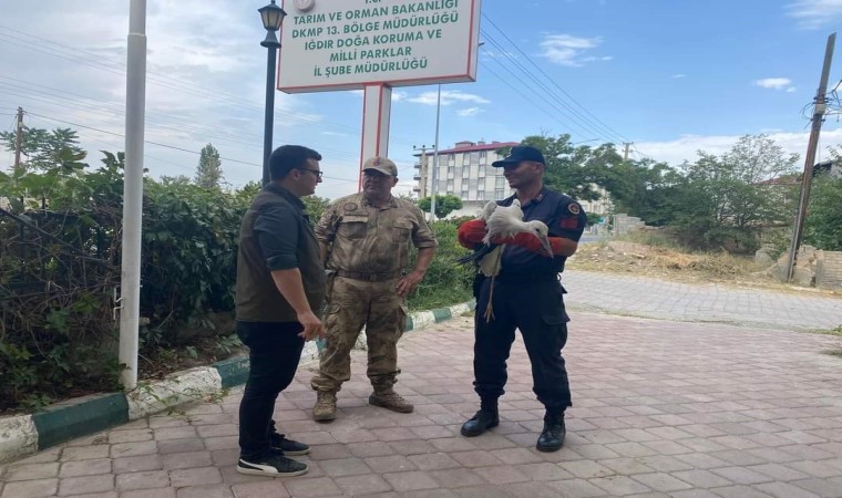 Iğdırda yaralı leylek tedavi altına alındı