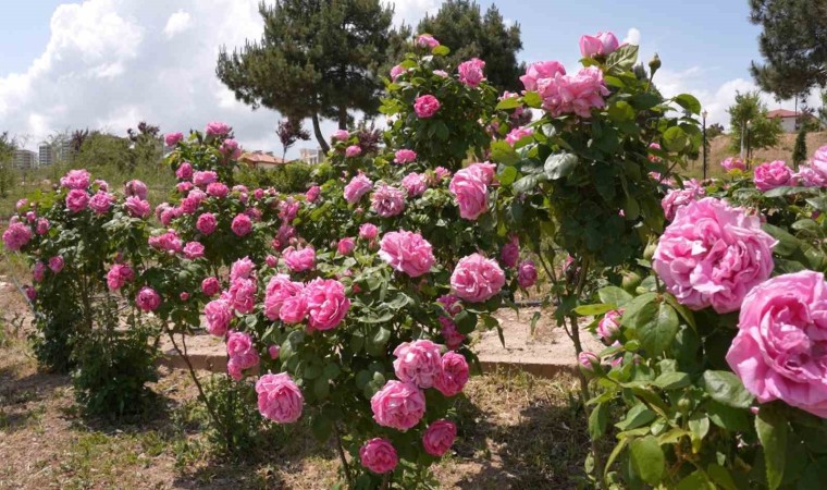 Isparta gülünden gül toniği ürettiler