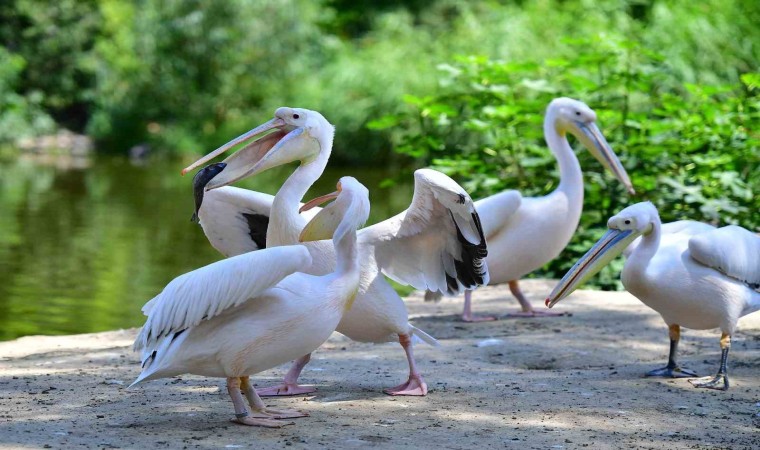 İzmir Doğal Yaşam Parkının göçmen kuşları