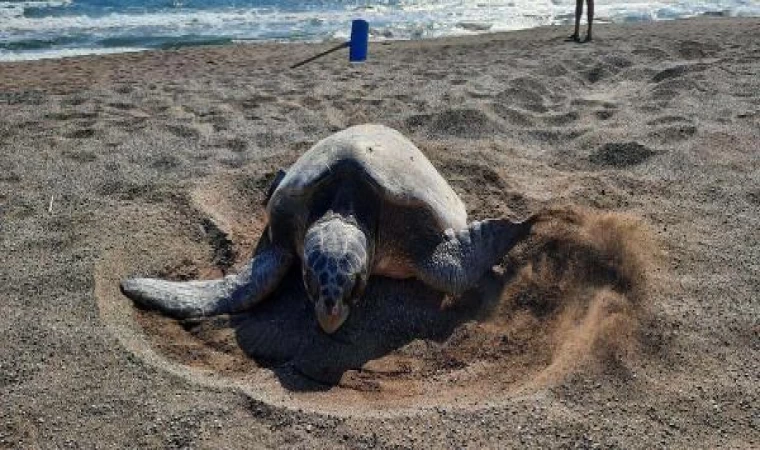 İztuzu Plajı’nda caretta yuva sayısı 700’e ulaştı