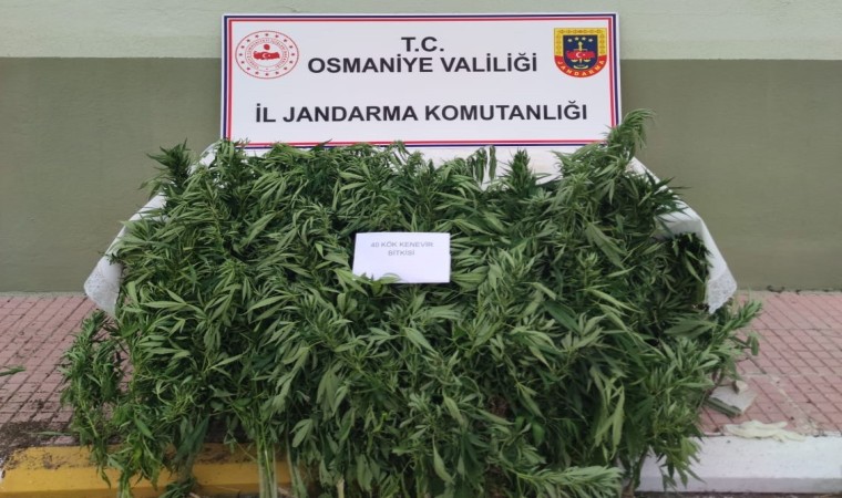 Jandarma, ormanlık alana ekilen hint kenevirlerini ele geçirdi