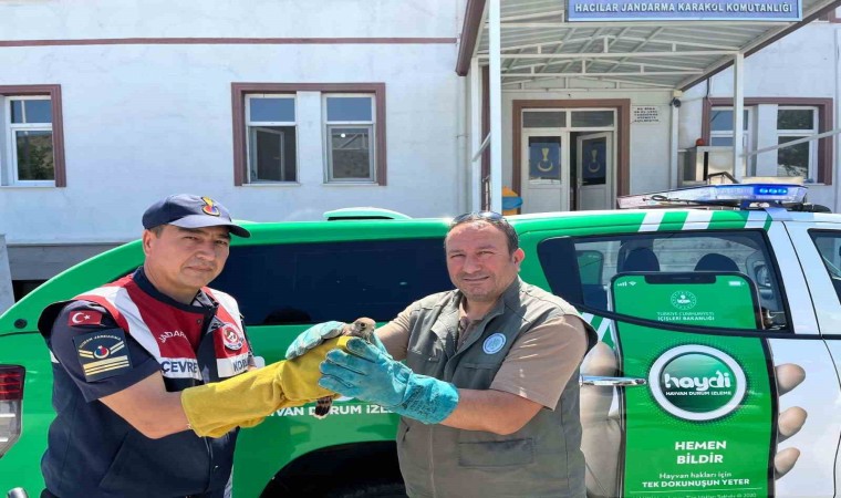 Jandarmanın bulduğu iki şahin ve leylek tedavi altına alındı