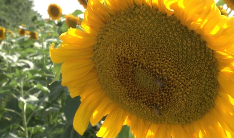 Kahramankazan ovasında ayçiçeği tarlaları sarının her tonuyla güneşi kıskandırıyor