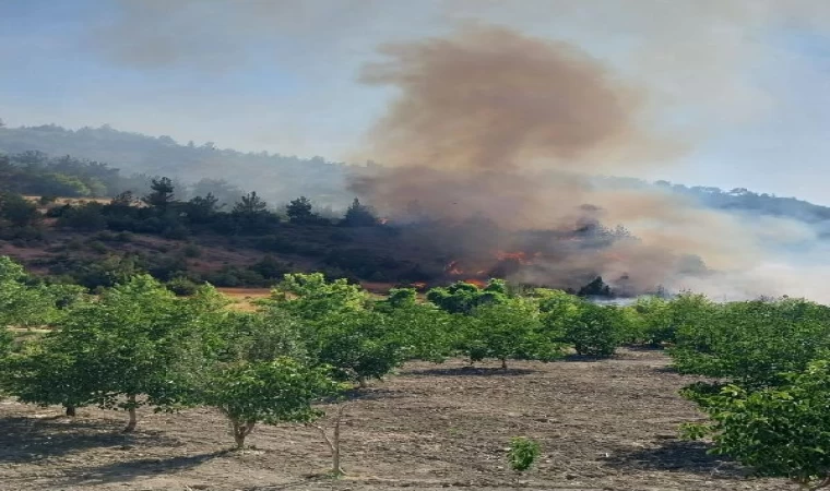 Kahramanmaraş’ta orman yangını