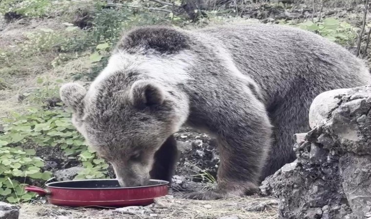 Kamp alanına gelen ayıyı vatandaşlar besliyor