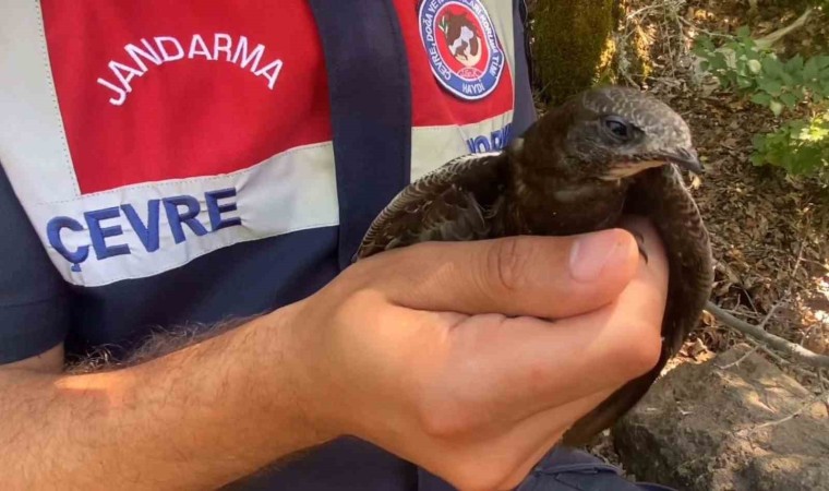 Kanadı kırık ebabil kuşuna jandarma şefkati