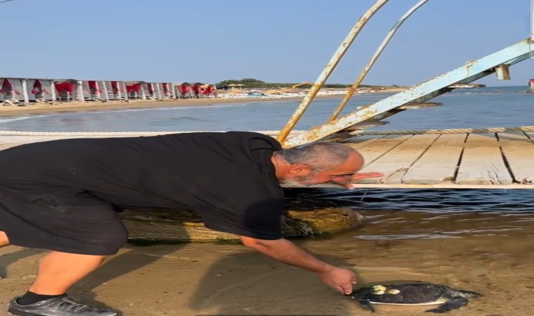 Karaya vuran caretta caretta tekrar denize salındı