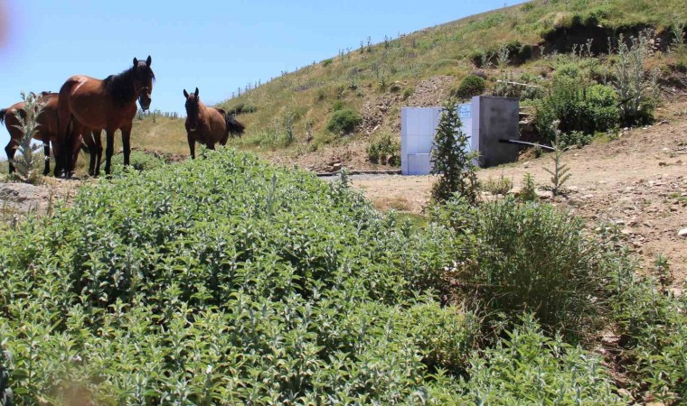 Karlık çeşmesi atların uğrak yeri oldu