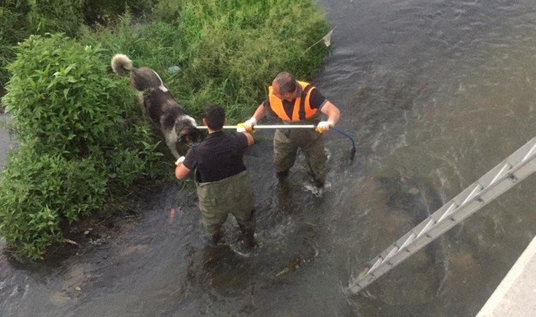 Karsta çaya düşen köpek kurtarıldı